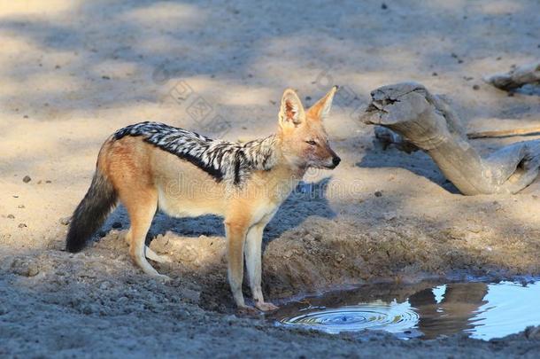 豺狼-非洲野生动物-夜间掠食者