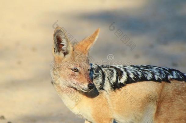 豺狼-非洲野生动物-超级犬