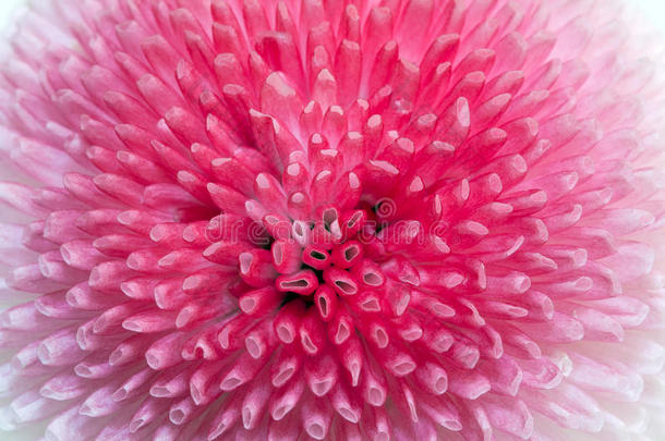 粉红色雏菊的单瓣花