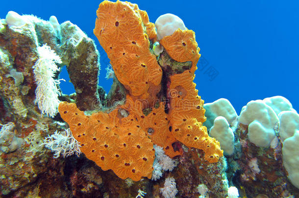 热带海底大黄海海绵珊瑚礁