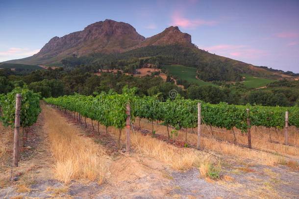 斯泰伦博斯，南非葡萄酒产区的中心