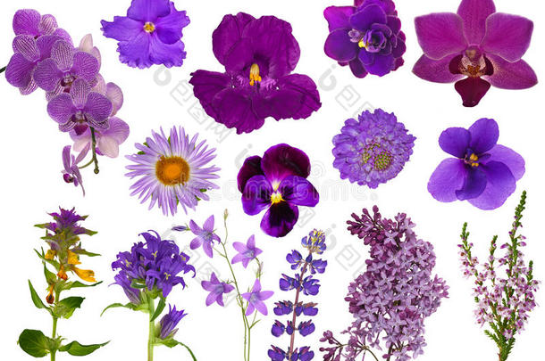 一套白色的淡紫色花