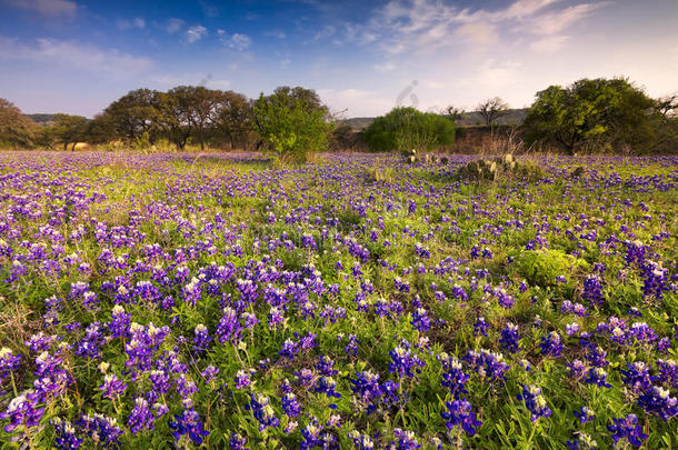 <strong>德克萨斯州</strong>丘陵地区的蓝帽花