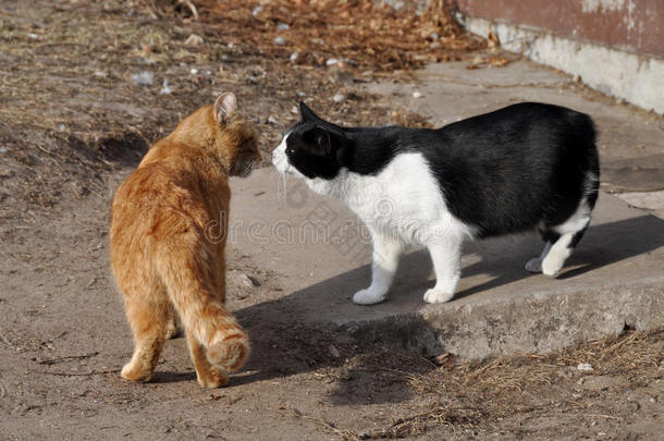 两只猫互相亲吻