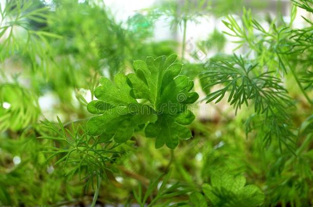 香芹茴香嫩枝