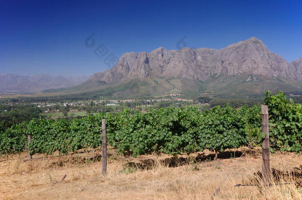 一个葡萄园的风景图片，斯泰伦博斯，南非。