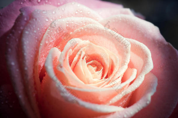 背景为淡粉色玫瑰