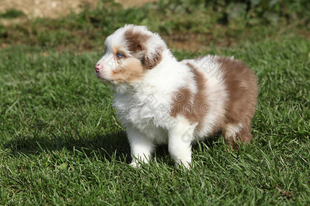 站在草地上的可爱小狗