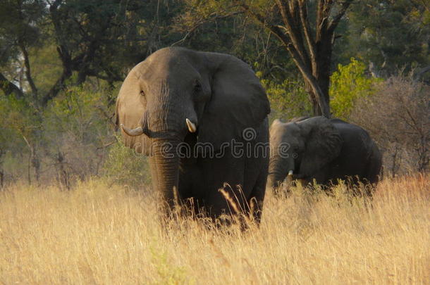 非洲博茨瓦纳奥卡万戈三角洲的pom pom岛私人游戏保护区，非洲大象<strong>在草地上行走</strong>