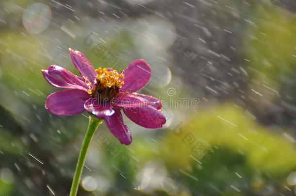 美丽的粉红色野生雨花