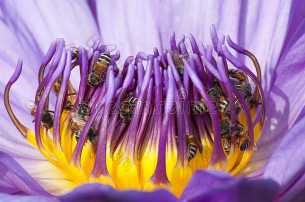 浅紫色蜂莲花