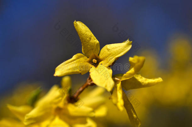 黄连翘开花。