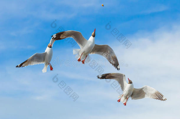 三只褐头海鸥在飞翔