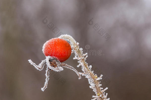 在一个寒冷的清晨，一个橘红色的玫瑰花结的特写镜头