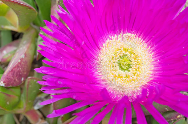 hottentots无花果细节