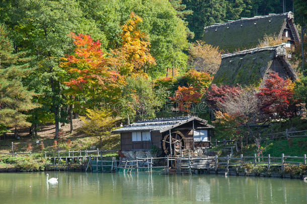 高山秀田民俗村的彩色秋树日本游客在池塘里喂天鹅。
