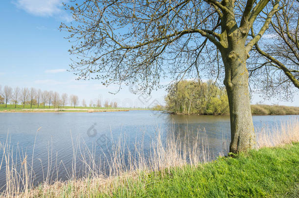 春天湖边萌芽的树木