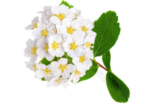 美丽的白色开花灌木绣线菊（新娘花环）。
