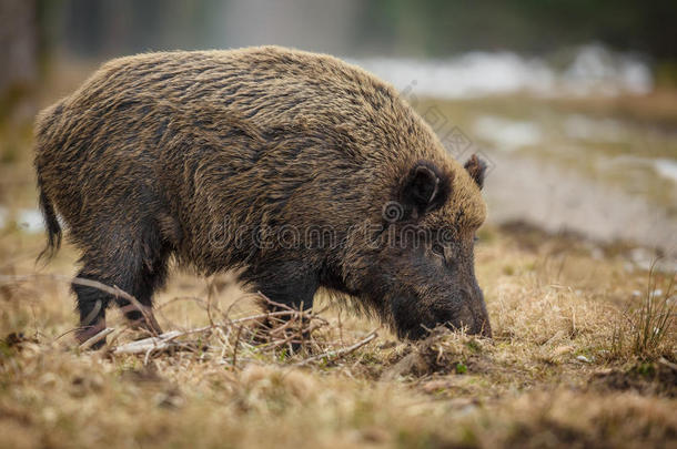 冬季森林中觅食的野猪母猪