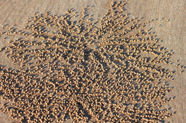 沙滩上的螃蟹沙球