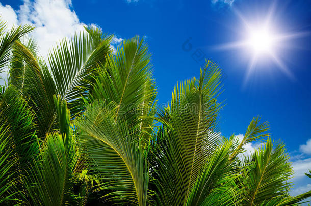 碧蓝的天空背景下绿油油的棕榈树郁郁葱葱。