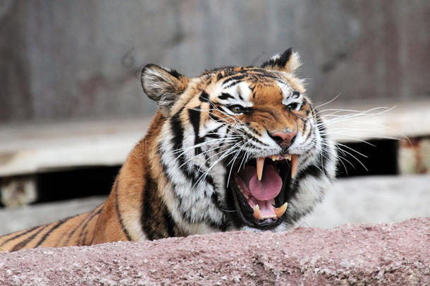 显示牙齿的西伯利亚虎（panthera tigris altaica）