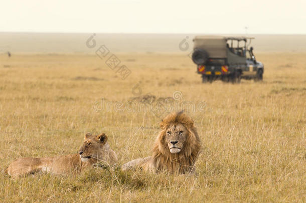 非洲狮子夫妇和旅行吉普车