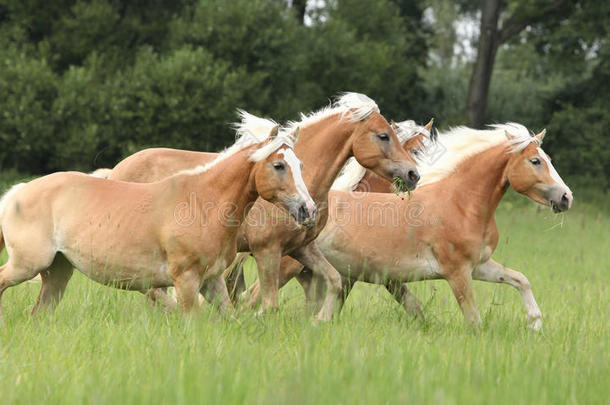 一群栗色的马在自由中奔跑
