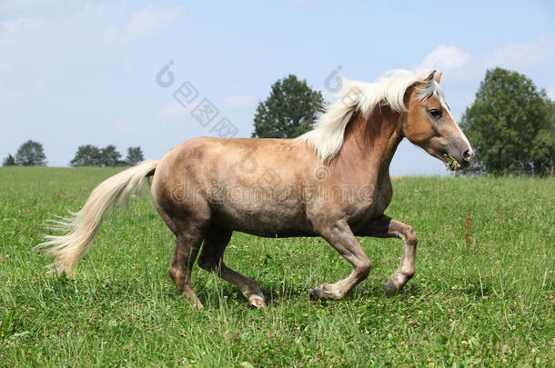 美丽的栗色马，金色鬃毛，<strong>自由奔跑</strong>