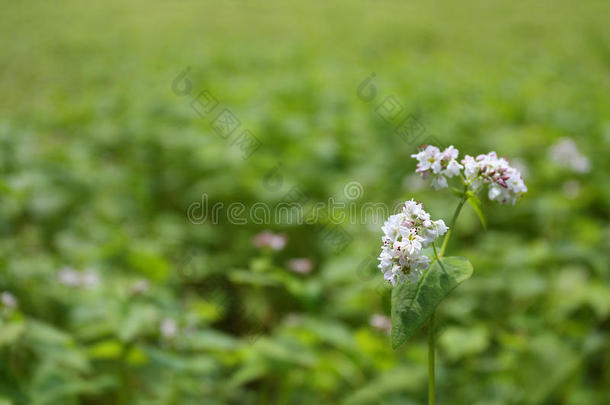 绿模糊背景下的<strong>荞麦</strong>花