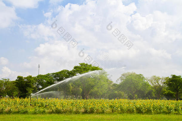 splinkler正在向日葵农场浇水