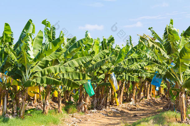 澳大利亚香蕉种植园