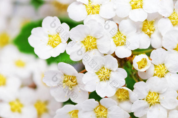 美丽的白色开花灌木绣线菊