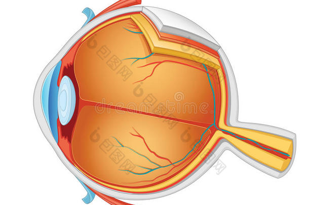 眼部解剖图