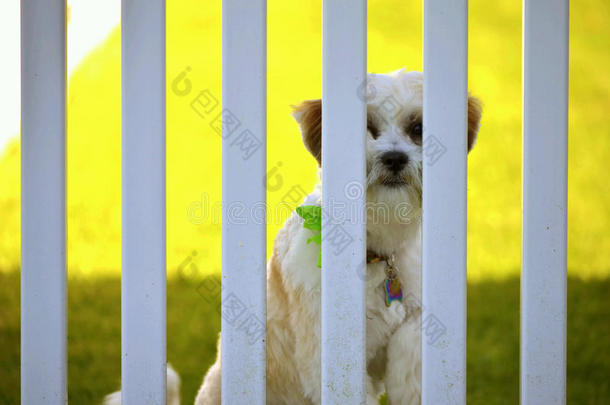 狗狗监狱