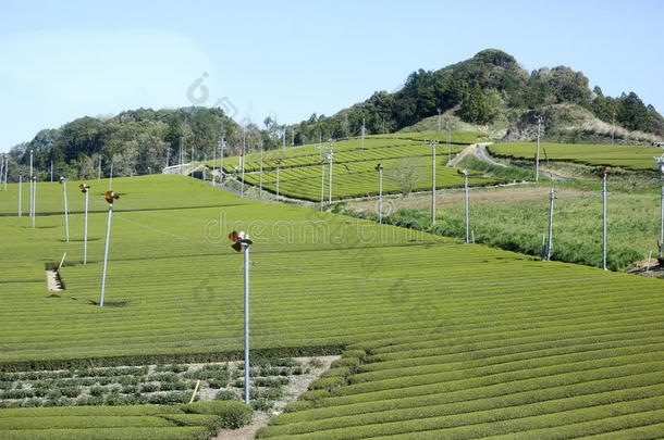 早春绿茶农场