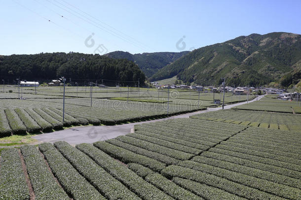 早春绿茶农场