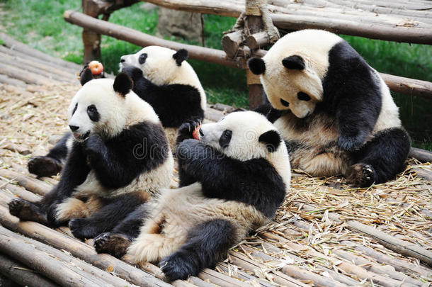 熊猫吃苹果和竹子