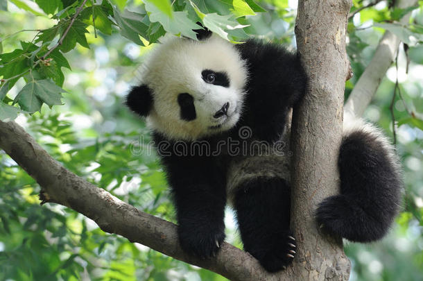 树上的熊猫宝宝