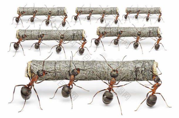 蚂蚁用圆木工作，团队合作的概念