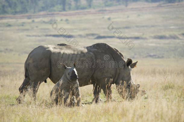 白犀牛（ceratotherium simum）带宝宝