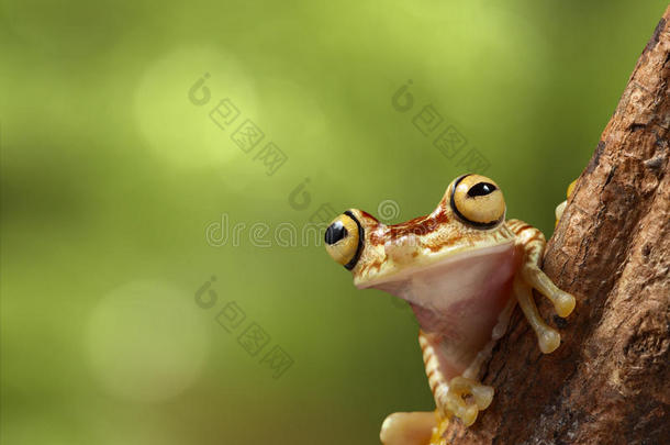 热带树蛙秘鲁亚马逊雨林