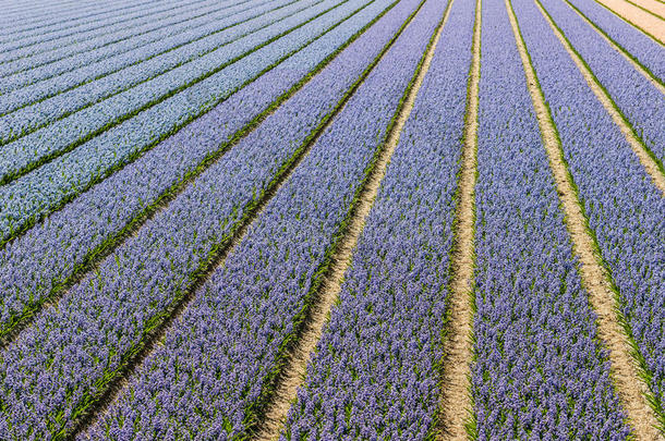 荷兰苗圃中蓝紫色开花的风信子鳞茎