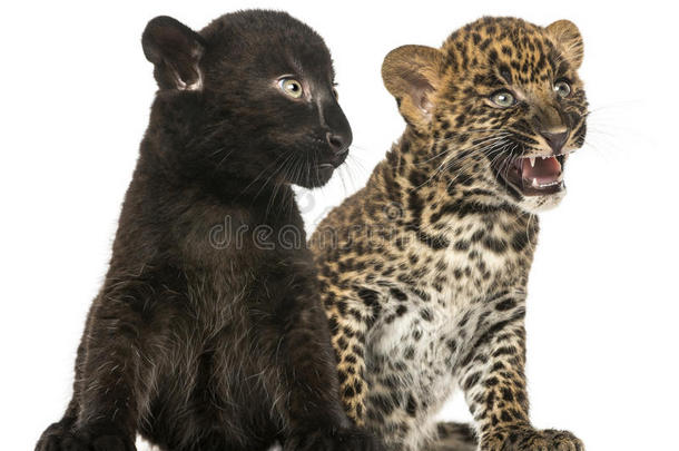<strong>黑豹</strong>和斑点豹幼崽坐在一起