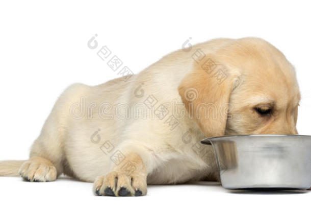 拉布拉多猎犬躺在碗里吃东西