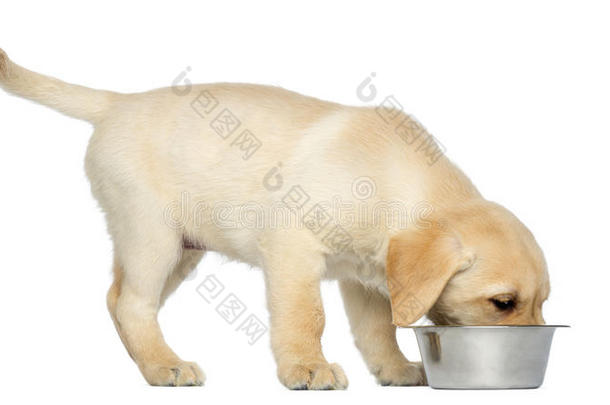 拉布拉多猎犬站在他的狗碗里吃东西