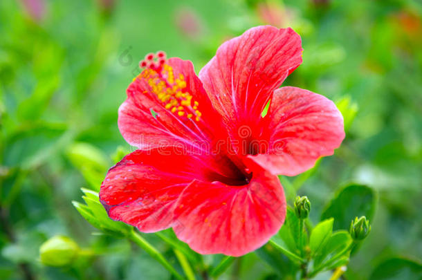 热带花园里的红色芙蓉花