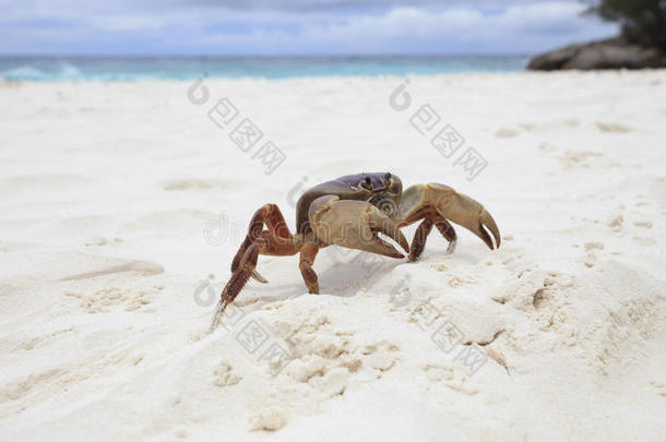 大寨岛-思密兰国家白沙滩上的poo kai螃蟹