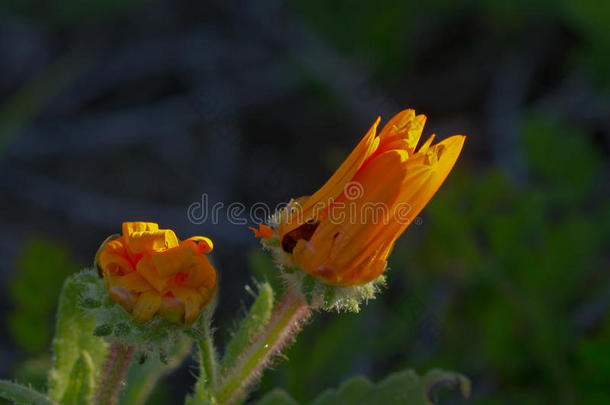 野雏菊，花瓣在清晨折起来