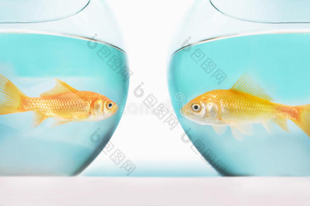 两条金鱼在不同的鱼缸中面对面拍摄